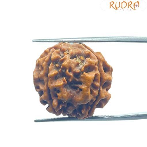 4 Mukhi Rudraksha Nepal - ( 21.05 Mm )