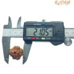 4 Mukhi Rudraksha Nepal - ( 21.05 Mm )