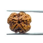 4 Mukhi Rudraksha Nepal - ( 21.20 MM )