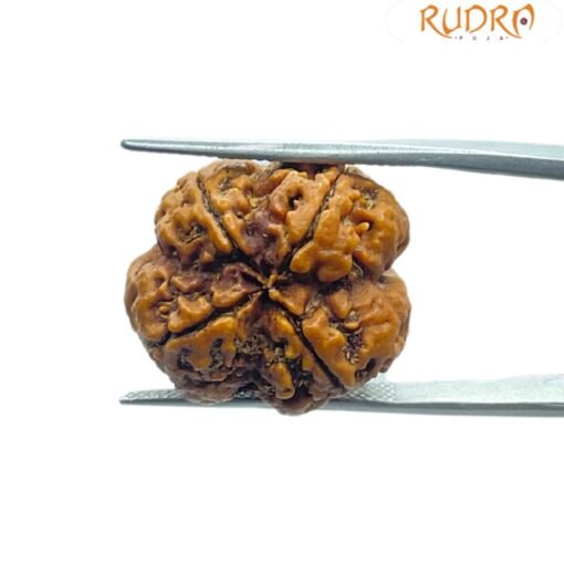 4 Mukhi Rudraksha Nepal - ( 21.20 MM )