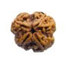 4 Mukhi Rudraksha Nepal - ( 21.20 Mm ) 16 4 Mukhi Rudraksha Nepal - ( 21.20 Mm )
