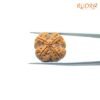 4 Mukhi Rudraksha Nepal - ( 21.25 Mm ) 10 4-Mukhi-Rudraksha-Nepal-21.25-Mm-Bp-C.jpg