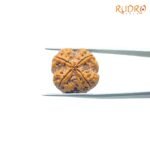 4-Mukhi-Rudraksha-Nepal-21.25-MM-BP-C.jpg