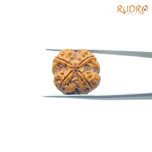 4-Mukhi-Rudraksha-Nepal-21.25-Mm-Bp-C.jpg
