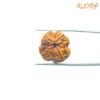 4 Mukhi Rudraksha Nepal - ( 21.25 Mm ) 11 4-Mukhi-Rudraksha-Nepal-21.25-Mm-Fp.jpg