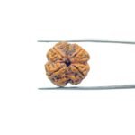 4-Mukhi-Rudraksha-Nepal-21.25-MM-MP-C.jpg