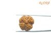 4 Mukhi Rudraksha Nepal - ( 21.25 Mm ) 12 4-Mukhi-Rudraksha-Nepal-21.25-Mm-Rp-C.jpg