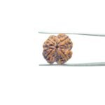 4-Mukhi-Rudraksha-Nepal-22.15-MM-FP-C.jpg