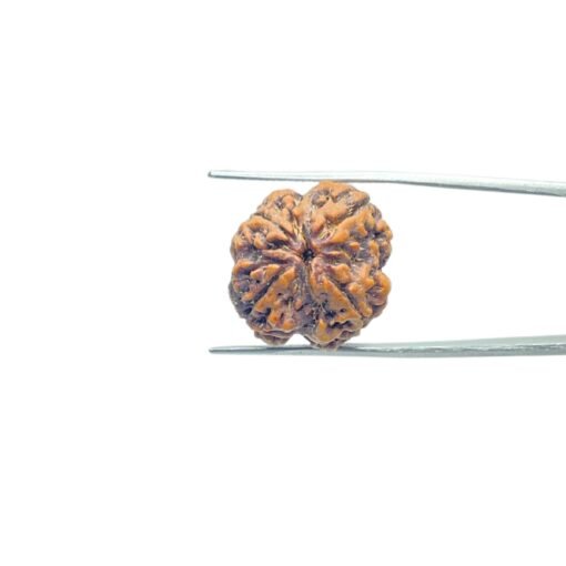 4-Mukhi-Rudraksha-Nepal-22.15-Mm-Fp-C.jpg