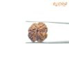 4 Mukhi Rudraksha Nepal - ( 22.15 Mm ) 10 4-Mukhi-Rudraksha-Nepal-22.15-Mm-Mp-C.jpg