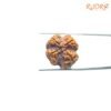 4 Mukhi Rudraksha Nepal - ( 22.15 Mm ) 12 4-Mukhi-Rudraksha-Nepal-22.15-Mm-Rp-C.jpg