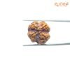 4 Mukhi Rudraksha Nepal - ( 22.15 Mm ) 11 4-Mukhi-Rudraksha-Nepal-22.15-Mm-Sp-C.jpg