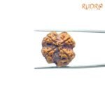 4-Mukhi-Rudraksha-Nepal-22.15-Mm-Sp-C.jpg