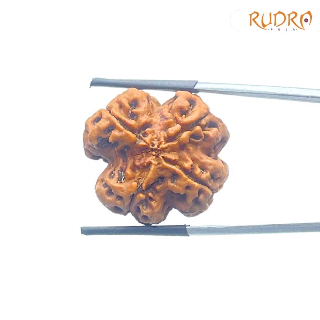 4 Mukhi Rudraksha Nepal - ( 24.93 Mm ) 2 4 Mukhi Rudraksha Nepal - ( 24.93 Mm )