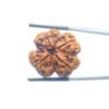4 Mukhi Rudraksha Nepal - ( 24.93 Mm )