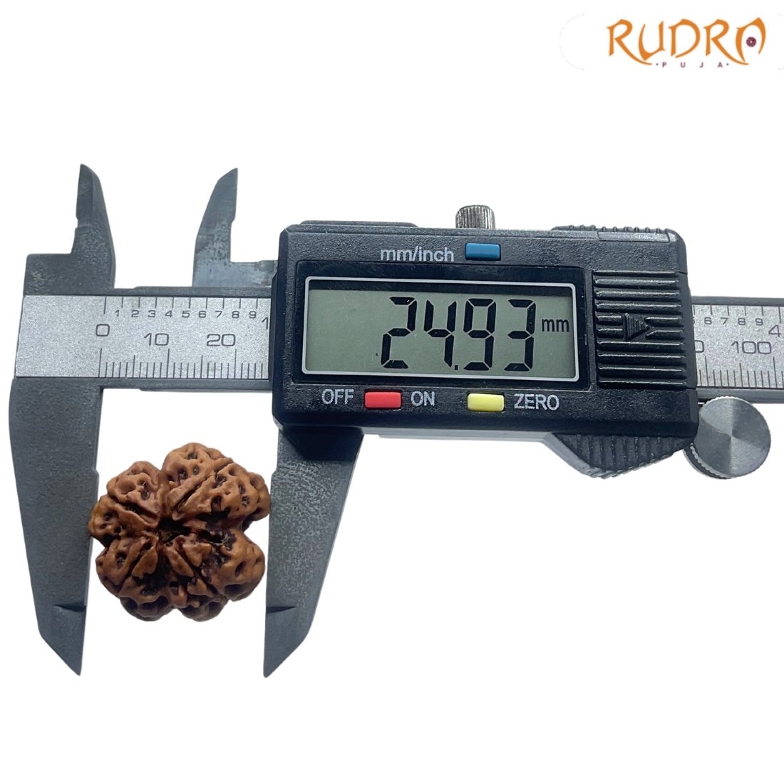 4 Mukhi Rudraksha Nepal - ( 24.93 Mm ) 4 4 Mukhi Rudraksha Nepal - ( 24.93 Mm )