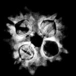 4 Mukhi Rudraksha 19.50 Mm X-Ray