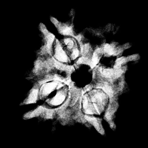 4 mukhi rudraksha 21.00 mm x-ray (2)