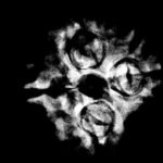 4 Mukhi Rudraksha 21.05 Mm X-Ray