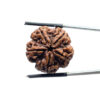 5 Face Rudraksha Nepal Rudrapuja - (24.88 MM)