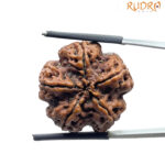 5 Face Rudraksha Nepal Rudrapuja - (24.88 MM)