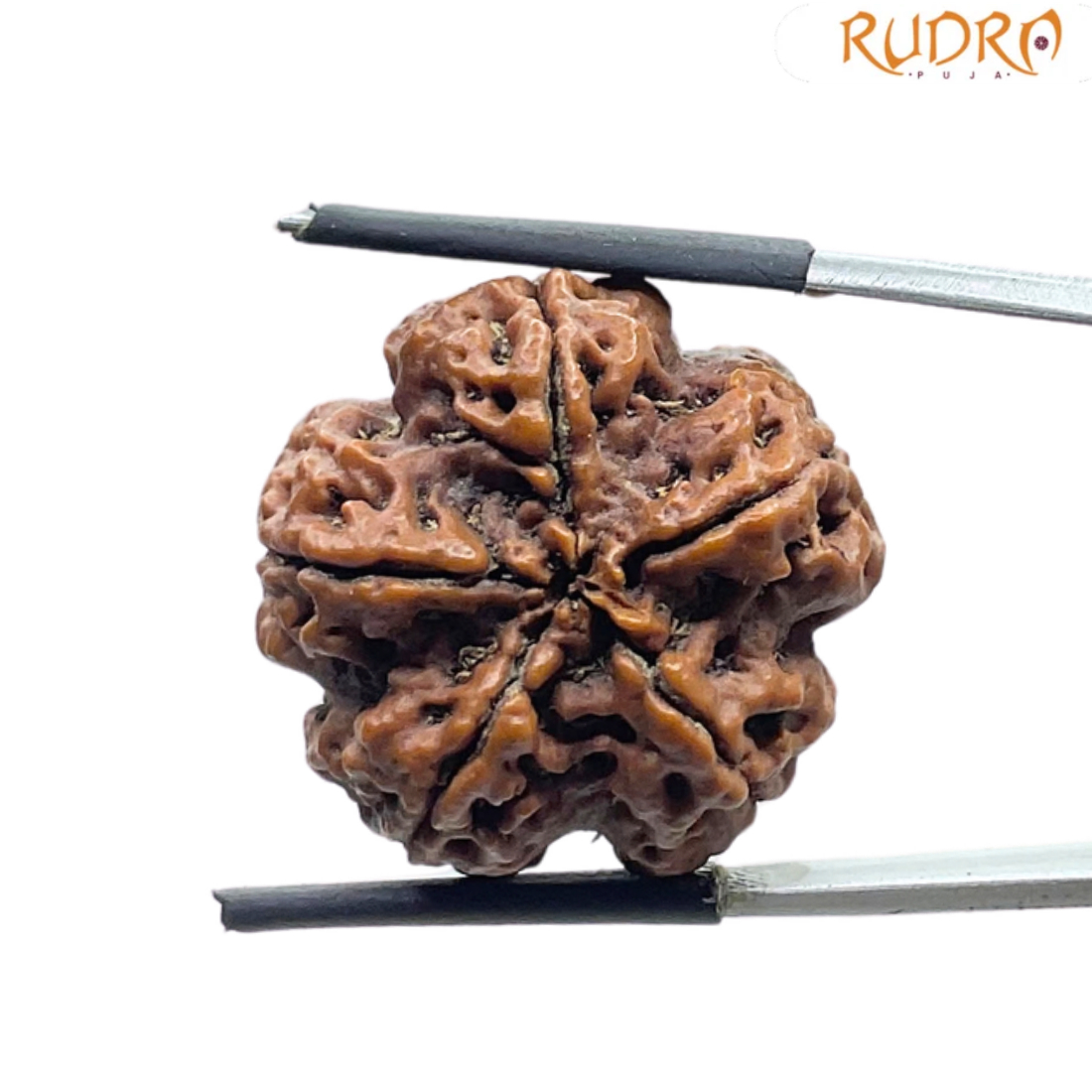 5 Face Rudraksha Nepal Rudrapuja - (24.88 MM)