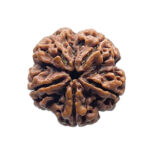 5 Face Rudraksha Nepal Rudrapuja - (24.88 MM)