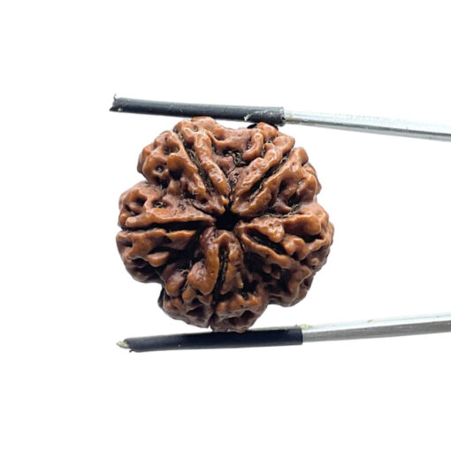 5 Face Rudraksha Nepal Rudrapuja - (24.88 MM)