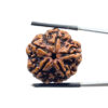 5 Mukhi Nepal Rudraksha (23.18 MM)