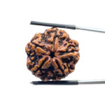 5 Mukhi Nepal Rudraksha (23.18 MM)