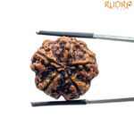 5 Mukhi Nepal Rudraksha (23.18 MM)