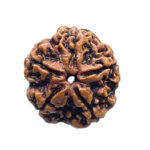 5 Mukhi Nepal Rudraksha (23.18 MM)