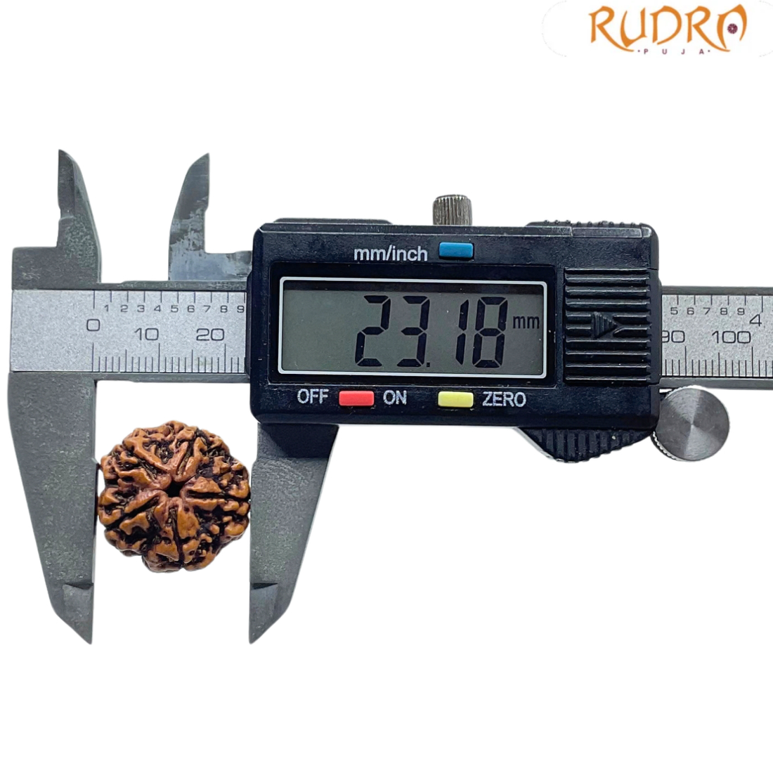 5 Mukhi Nepal Rudraksha (23.18 MM)