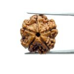 5 Mukhi Rudraksha Nepal - (19.85 MM)