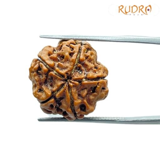 5 Mukhi Rudraksha Nepal - (19.85 Mm)