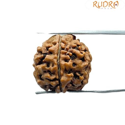 5 Mukhi Rudraksha Nepal - (19.85 Mm)