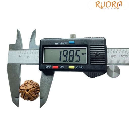 5 Mukhi Rudraksha Nepal - (19.85 Mm)