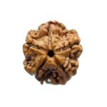 5 Mukhi Rudraksha Nepal - (19.85 Mm)