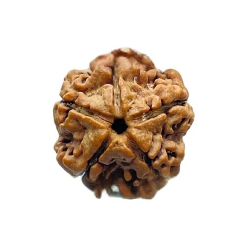 5 Mukhi Rudraksha Nepal - (19.85 Mm)