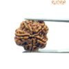 5 Mukhi Rudraksha (20.25 Mm)