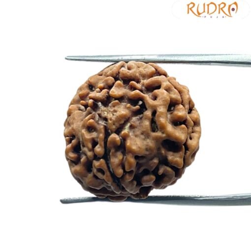 5 Mukhi Rudraksha (20.25 Mm)