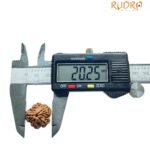 5 Mukhi Rudraksha (20.25 Mm)