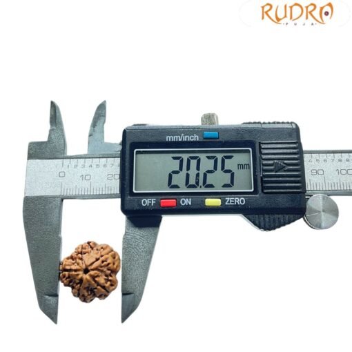 5 Mukhi Rudraksha (20.25 Mm)