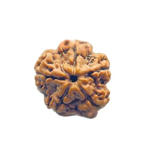 5 Mukhi Rudraksha (20.25 Mm)
