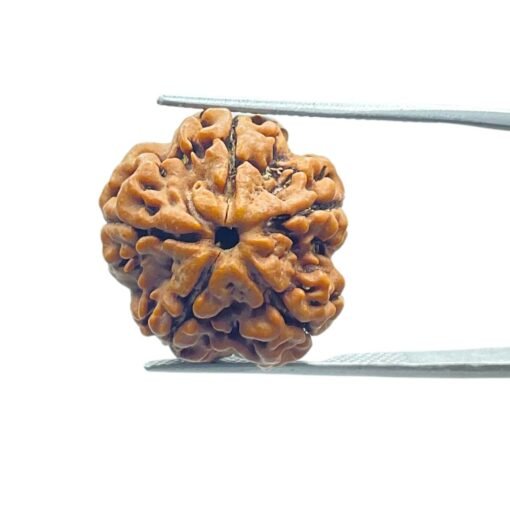 5 Mukhi Rudraksha (20.25 Mm)