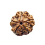 5 Mukhi Rudraksha (20.27 Mm)