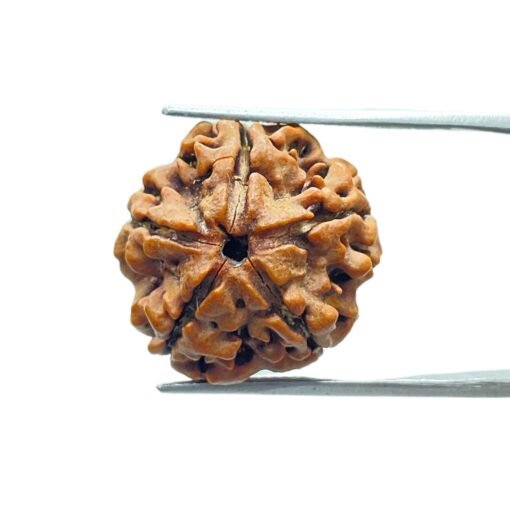5 Mukhi Rudraksha (20.27 Mm)