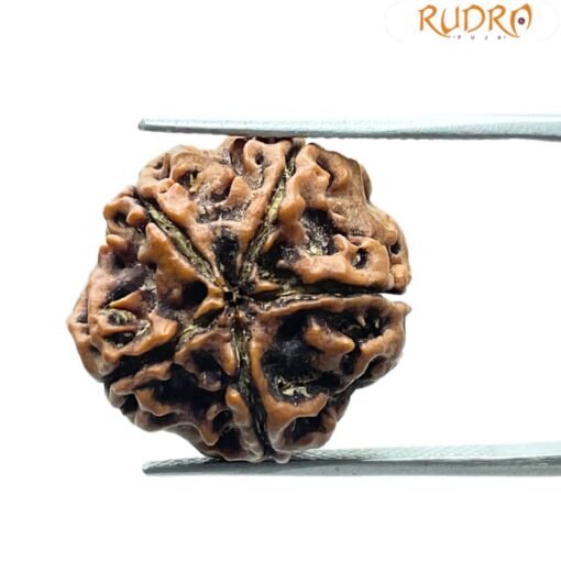 5 Mukhi Rudraksha (20.27 Mm)