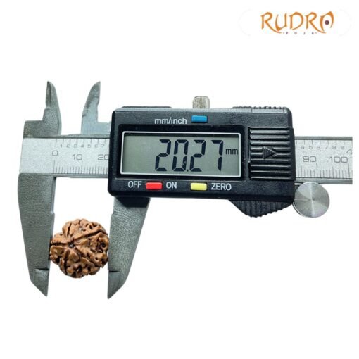 5 Mukhi Rudraksha (20.27 Mm)