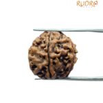 5 Mukhi Rudraksha (20.27 Mm)